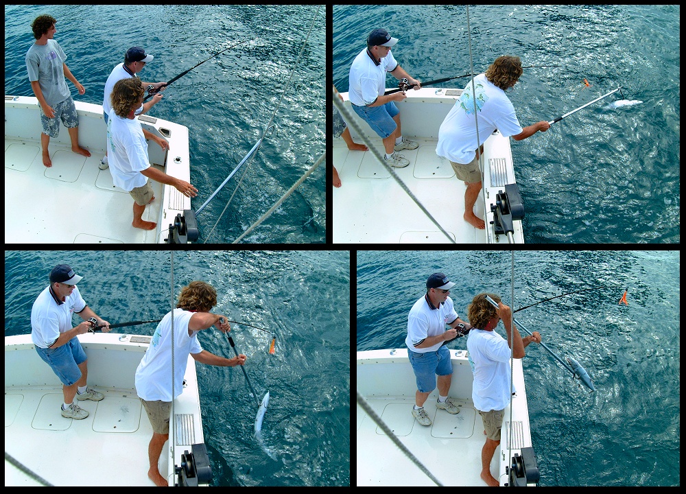 (33) montage (rig fishing).jpg   (1000x720)   471 Kb                                    Click to display next picture